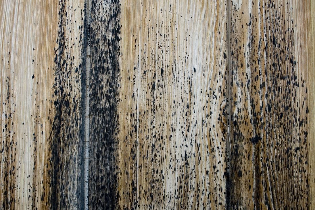 a slab of timber that is infested with black mould