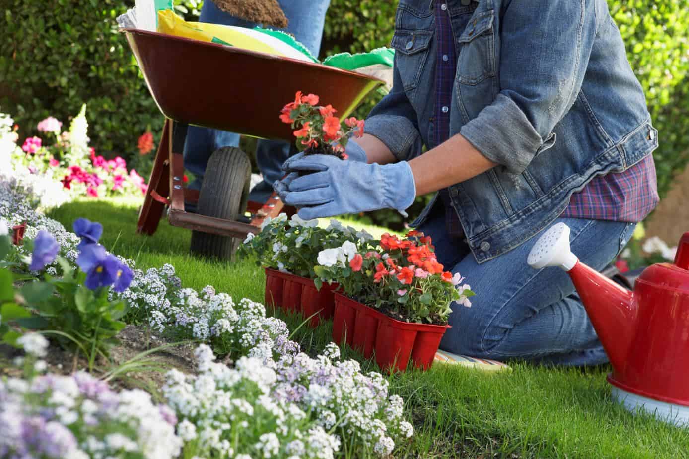 woman doing gardening in her backyard.