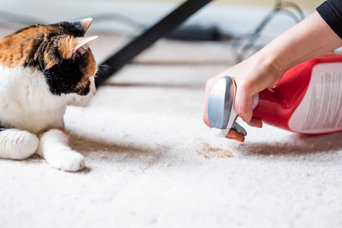 woman spraying carpet cleaner on white carpet to clean cat vomit with cat looking on