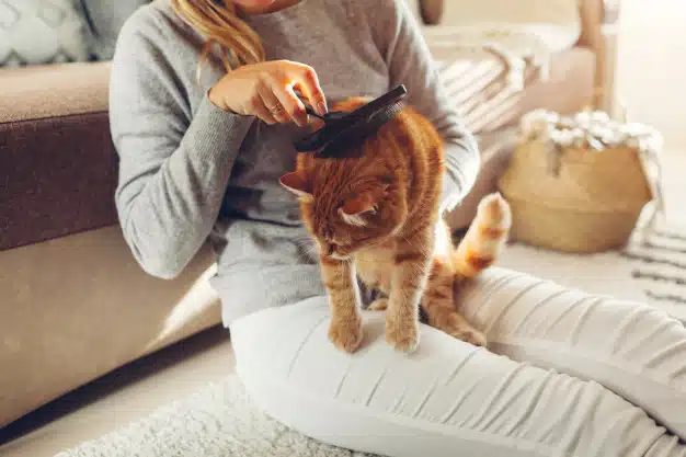 combing-ginger-cat-with-comb-brush-home-woman-owner-taking-care-pet-remove-hair-clean-animals