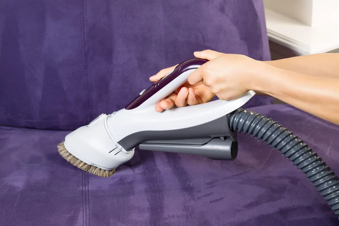person cleaning purple suede couch with vacuum cleaner and brush