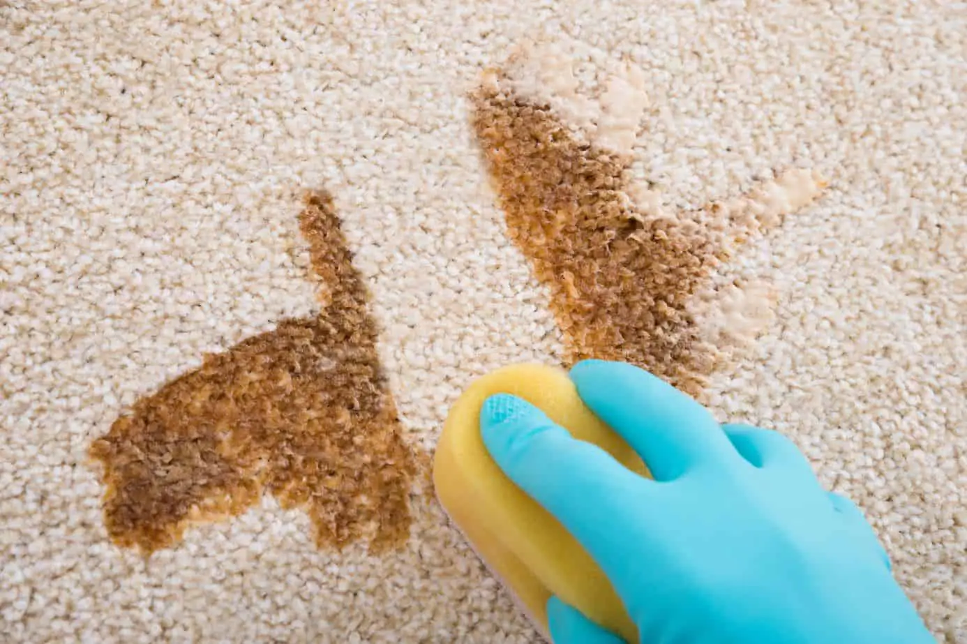 person wearing gloves blotting out carpet stains