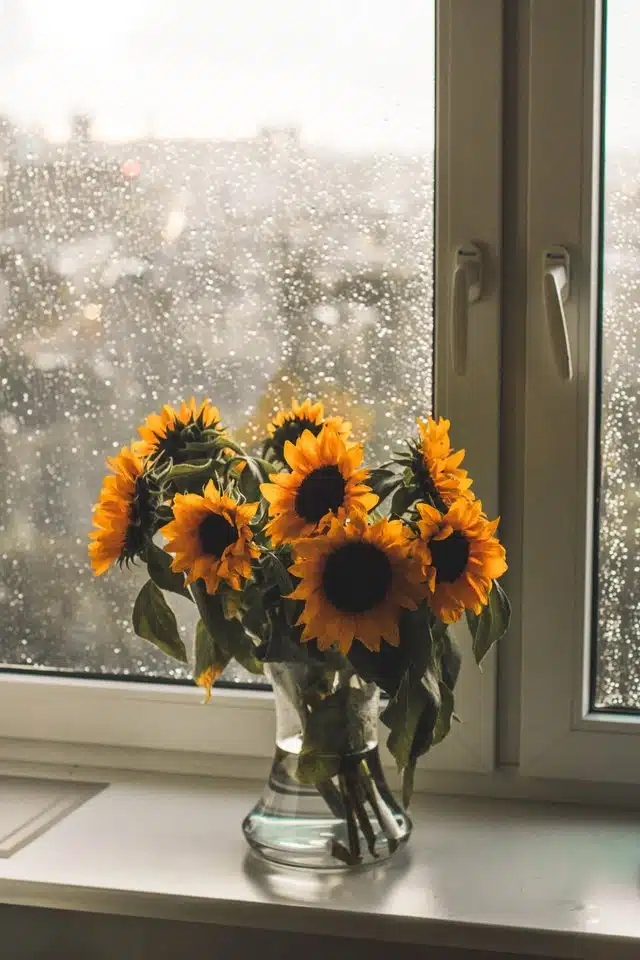 Yellow sunflower in clear vase in front of window